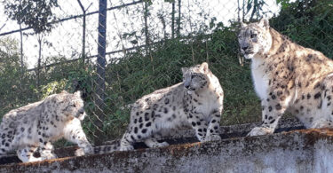 Darjeeling Zoo's Conservation Breeding Program: A Global Success for Snow Leopards