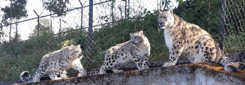 Darjeeling Zoo's Conservation Breeding Program: A Global Success for Snow Leopards