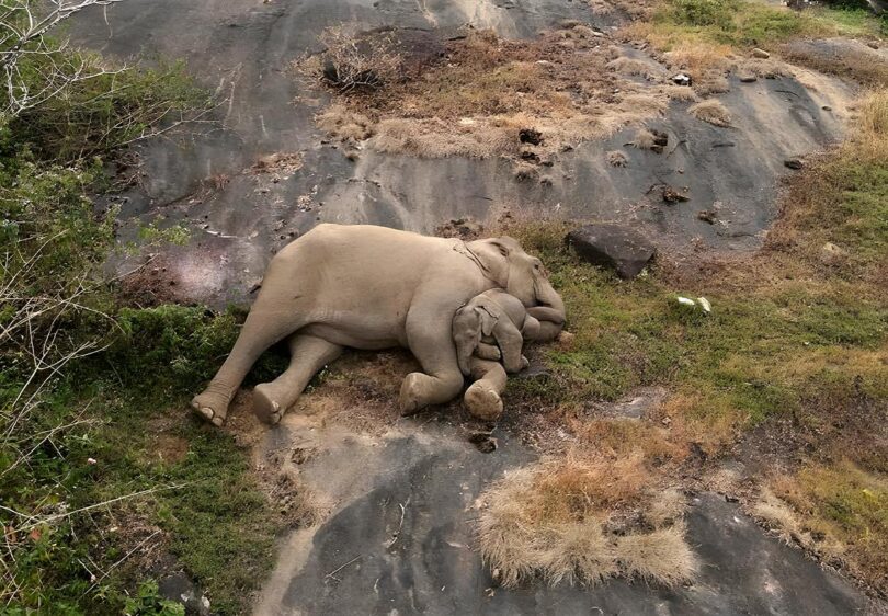 Heartwarming Reunion: Lost Baby Elephant and Mother Reunite in Tamil Nadu's Anamalai Tiger Reserve