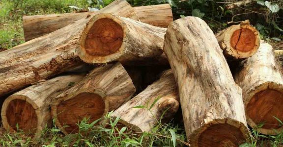 Six Forest Staff Suspended for Negligence in Controlling Teak Smuggling